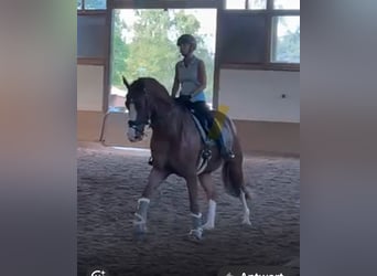 Westfale, Wallach, 7 Jahre, 173 cm, Brauner