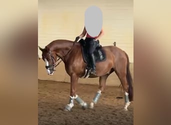 Westfale, Wallach, 7 Jahre, 173 cm, Brauner