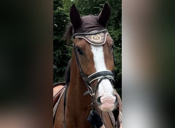 Westfale, Wallach, 7 Jahre, 173 cm, Brauner