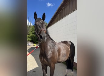 Westfale, Wallach, 7 Jahre, 173 cm, Dunkelbrauner