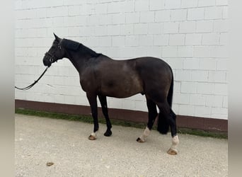 Westfale, Wallach, 7 Jahre, 173 cm, Dunkelbrauner