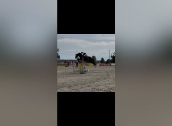 Westfale, Wallach, 7 Jahre, 173 cm, Dunkelbrauner