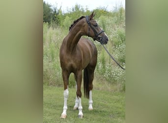 Westfale, Wallach, 7 Jahre, 173 cm, Dunkelfuchs