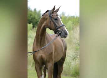 Westfale, Wallach, 7 Jahre, 173 cm, Dunkelfuchs