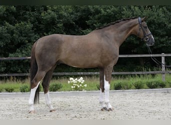 Westfale, Wallach, 7 Jahre, 173 cm, Dunkelfuchs