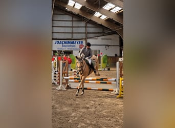 Westfale, Wallach, 7 Jahre, 173 cm, Palomino