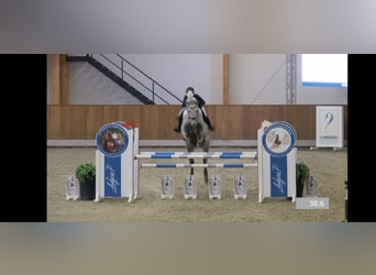 Westfale, Wallach, 7 Jahre, 174 cm, Apfelschimmel