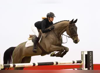 Westfale, Wallach, 7 Jahre, 174 cm, Dunkelbrauner