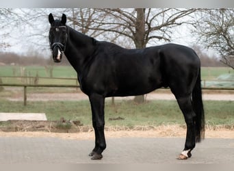 Westfale, Wallach, 7 Jahre, 174 cm, Rappe
