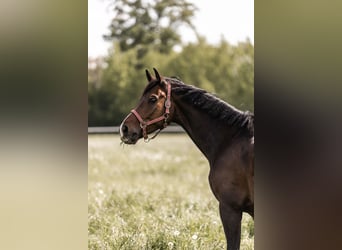Westfale, Wallach, 7 Jahre, 175 cm, Dunkelbrauner