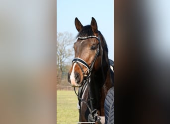Westfale, Wallach, 7 Jahre, 175 cm, Dunkelbrauner