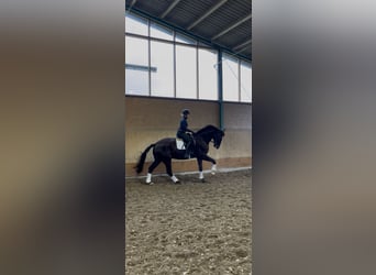 Westfale, Wallach, 7 Jahre, 175 cm, Dunkelfuchs