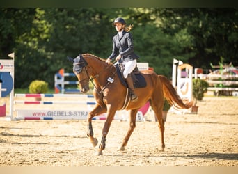 Westfale, Wallach, 7 Jahre, 175 cm, Fuchs
