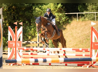Westfale, Wallach, 7 Jahre, 175 cm, Fuchs