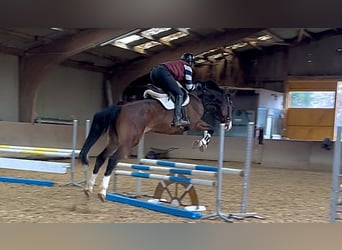 Westfale, Wallach, 7 Jahre, 176 cm, Brauner