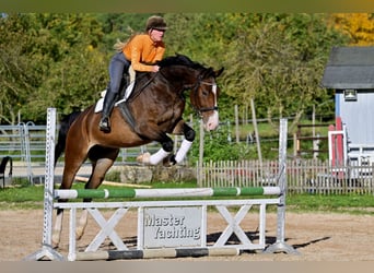 Westfale, Wallach, 7 Jahre, 176 cm, Brauner