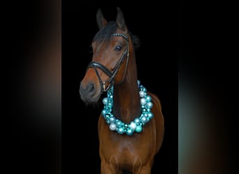 Westfale, Wallach, 7 Jahre, 177 cm, Brauner