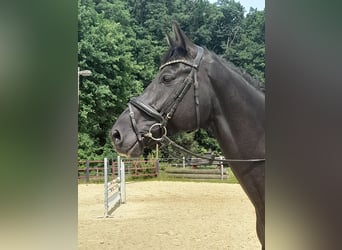 Westfale, Wallach, 7 Jahre, 178 cm, Dunkelbrauner