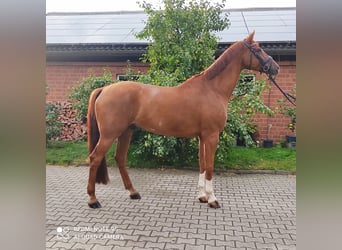 Westfale, Wallach, 7 Jahre, 178 cm, Fuchs