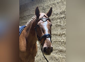 Westfale, Wallach, 7 Jahre, 180 cm, Fuchs