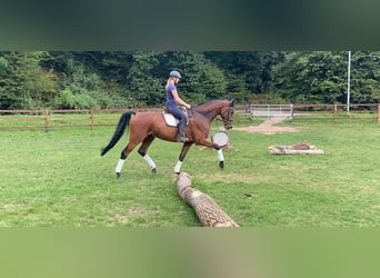 Westfale, Wallach, 7 Jahre, 183 cm, Brauner