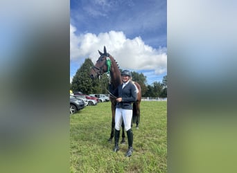 Westfale, Wallach, 7 Jahre, 183 cm, Brauner