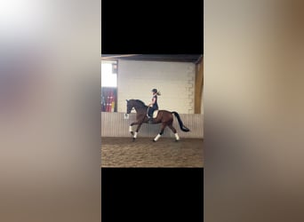 Westfale, Wallach, 7 Jahre, 183 cm, Brauner