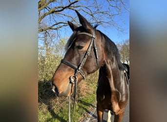 Westfale, Wallach, 7 Jahre, 185 cm, Brauner