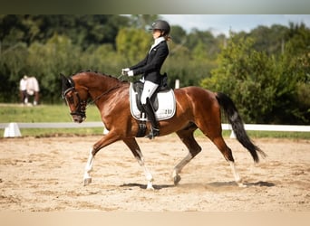 Westfale, Wallach, 8 Jahre, 143 cm, Brauner