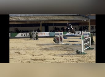 Westfale, Wallach, 8 Jahre, 161 cm, Dunkelbrauner