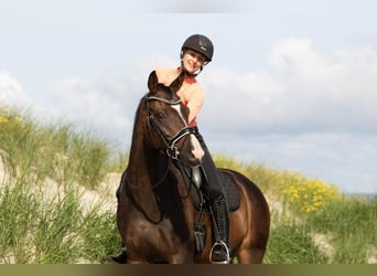 Westfale, Wallach, 8 Jahre, 161 cm