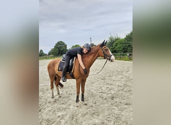 Westfale, Wallach, 8 Jahre, 162 cm, Fuchs