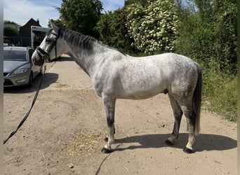 Westfale, Wallach, 8 Jahre, 163 cm, Apfelschimmel