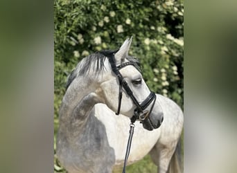 Westfale, Wallach, 8 Jahre, 163 cm, Apfelschimmel