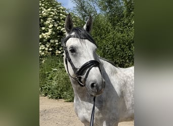 Westfale, Wallach, 8 Jahre, 163 cm, Apfelschimmel