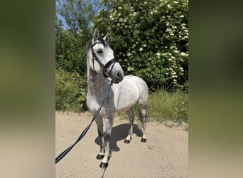 Westfale, Wallach, 8 Jahre, 163 cm, Apfelschimmel