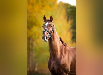 Westfale, Wallach, 8 Jahre, 163 cm, Fuchs