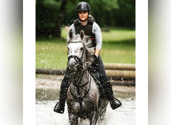 Westfale, Wallach, 8 Jahre, 164 cm, Apfelschimmel