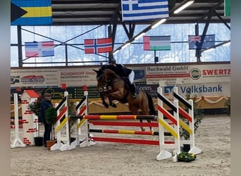 Westfale, Wallach, 8 Jahre, 164 cm, Brauner