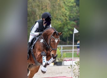 Westfale, Wallach, 8 Jahre, 164 cm, Brauner