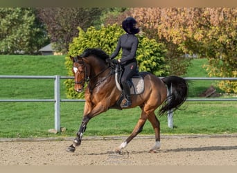 Westfale, Wallach, 8 Jahre, 164 cm, Brauner