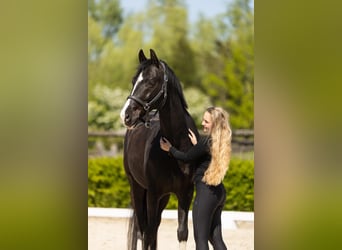 Westfale, Wallach, 8 Jahre, 164 cm, Rappe