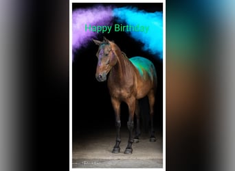 Westfale, Wallach, 8 Jahre, 165 cm, Brauner
