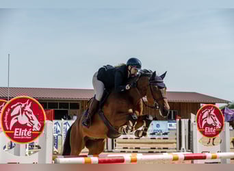 Westfale, Wallach, 8 Jahre, 165 cm, Brauner