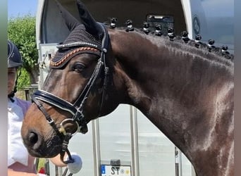 Westfale, Wallach, 8 Jahre, 165 cm, Dunkelbrauner