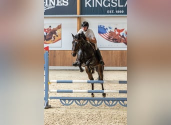 Westfale, Wallach, 8 Jahre, 165 cm, Dunkelbrauner