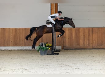 Westfale, Wallach, 8 Jahre, 165 cm, Dunkelbrauner