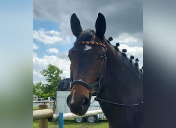 Westfale, Wallach, 8 Jahre, 165 cm, Dunkelbrauner