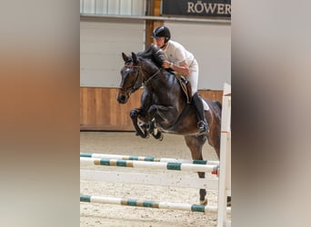 Westfale, Wallach, 8 Jahre, 165 cm, Dunkelbrauner