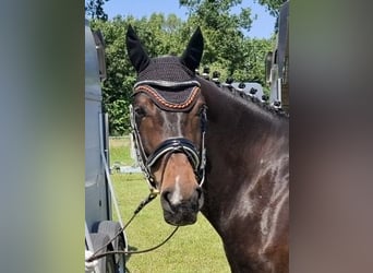 Westfale, Wallach, 8 Jahre, 165 cm, Dunkelbrauner
